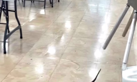 IMSS aclara aparición de tlacuache dentro del Hospital General de Cancún