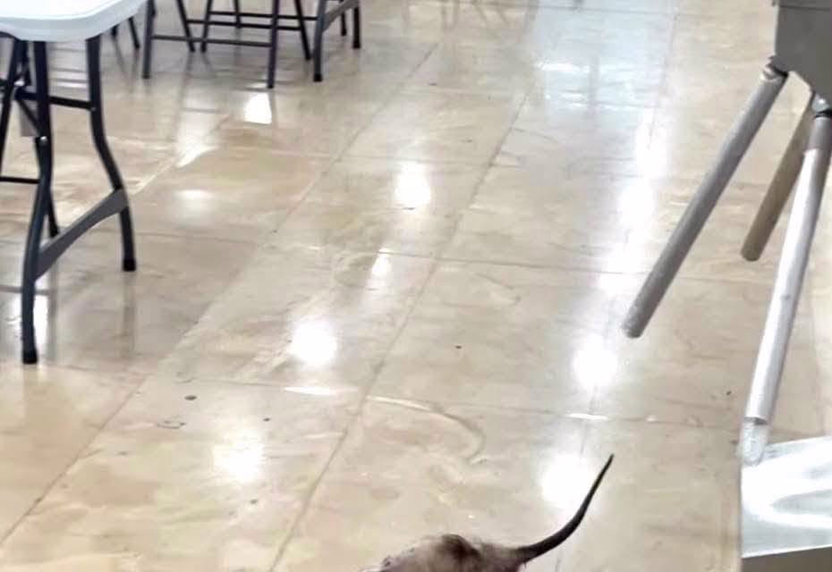IMSS aclara aparición de tlacuache dentro del Hospital General de Cancún