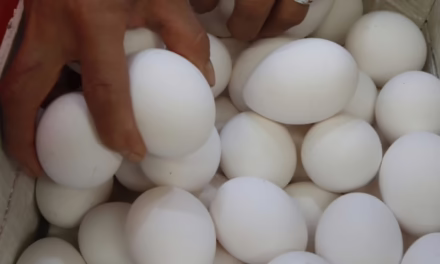 Retiran 1.5 millones de docenas de huevos en EU por posible contaminación con salmonela