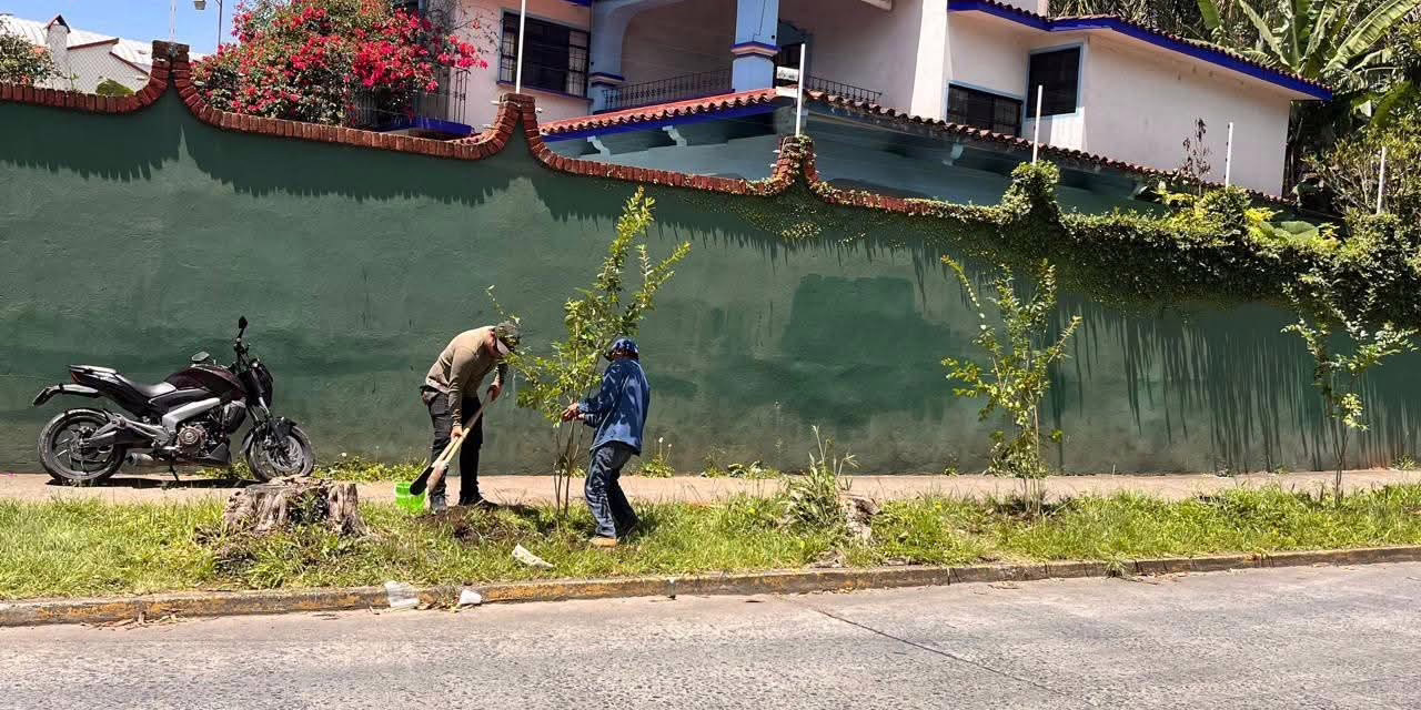 ¡Más árboles y mejor futuro para Xalapa! 