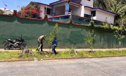 ¡Más árboles y mejor futuro para Xalapa! 