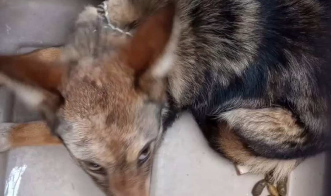 Rescatan un ejemplar de coyote en domicilio de Tlalmanalco; PROFEPA inicia procedimiento