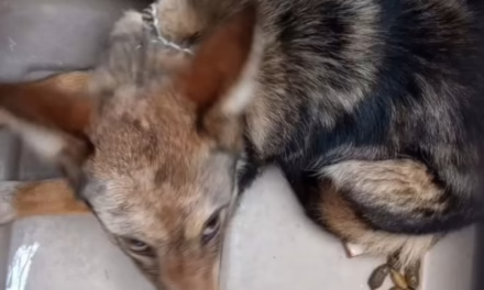 Rescatan un ejemplar de coyote en domicilio de Tlalmanalco; PROFEPA inicia procedimiento