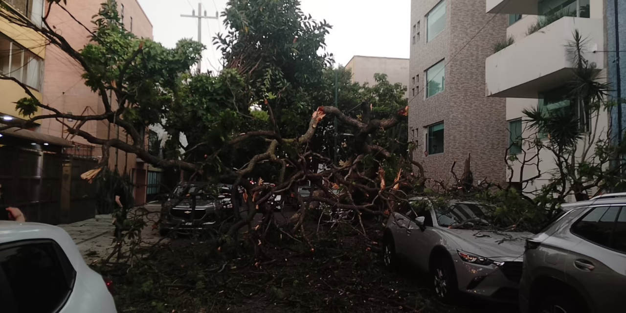 Caen ramas sobre vehículos en la colonia Del Valle tras intensas lluvias y viento
