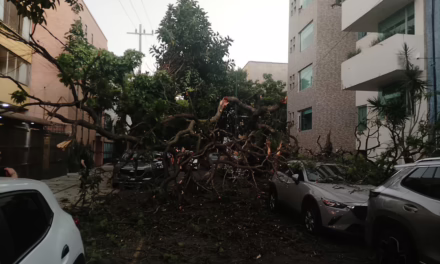 Caen ramas sobre vehículos en la colonia Del Valle tras intensas lluvias y viento