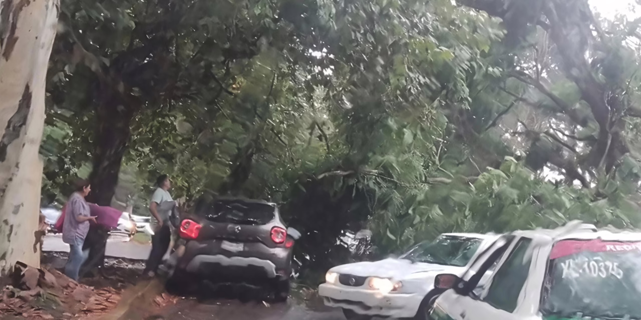 Caída de árbol de gran tamaño bloquea la circulación en la calle Acueducto