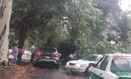 Caída de árbol de gran tamaño bloquea la circulación en la calle Acueducto